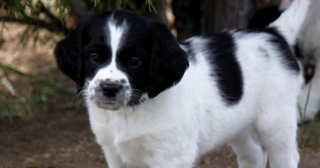 Canadian hospital dog trained to sniff out deadly superbugs