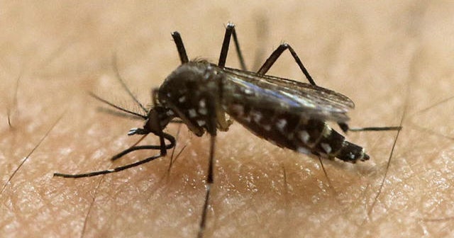 Conflicting reports on Zika hitting Miami Beach