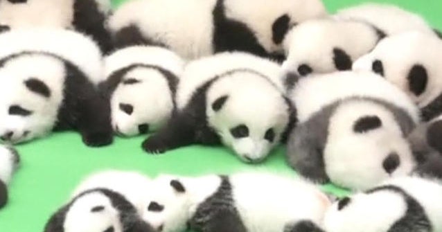 Adorable baby pandas make their debut in China