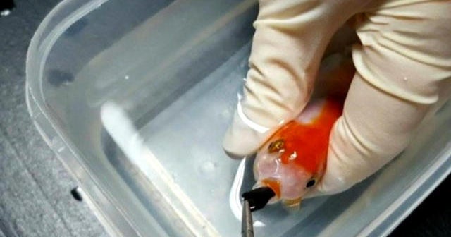 Woman pays for pricey surgery to save her goldfish