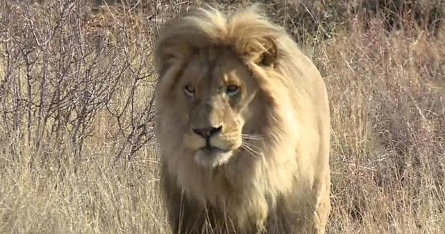South Africa rejects efforts to ban lion hunting