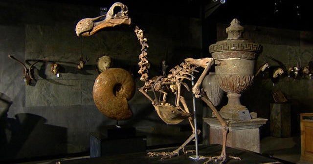 Dodo skeleton auction offers lesson about the environment