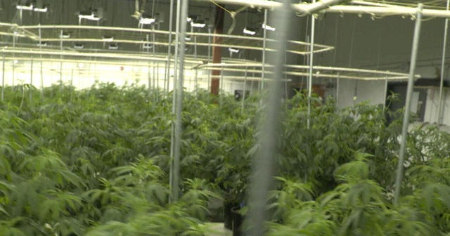 CBSN Originals explores commercialization of marijuana