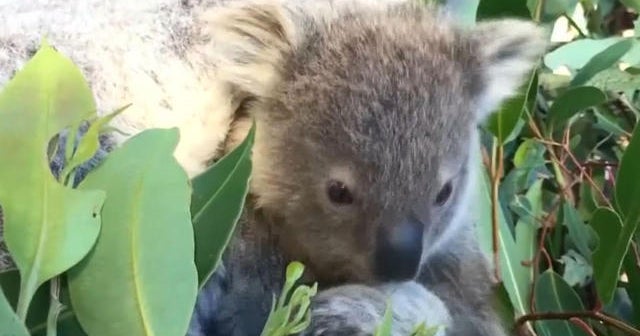 Sydney Zoo celebrates an early Christmas present
