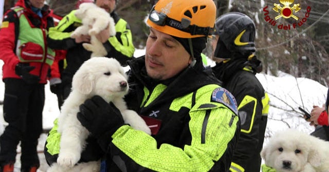 Puppies survive avalanche in Italy