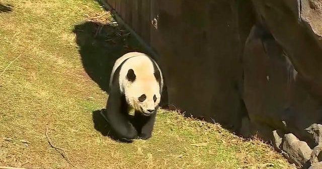 Bao Bao the panda gets ready to head to China