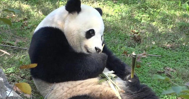 Panda Bao Bao prepares for big move to China