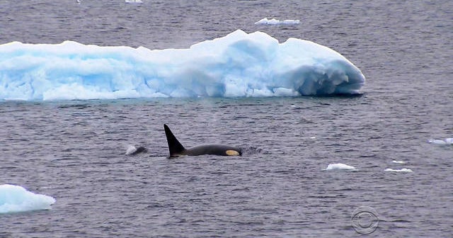At the bottom of the Earth, scientists hunting whales to save them