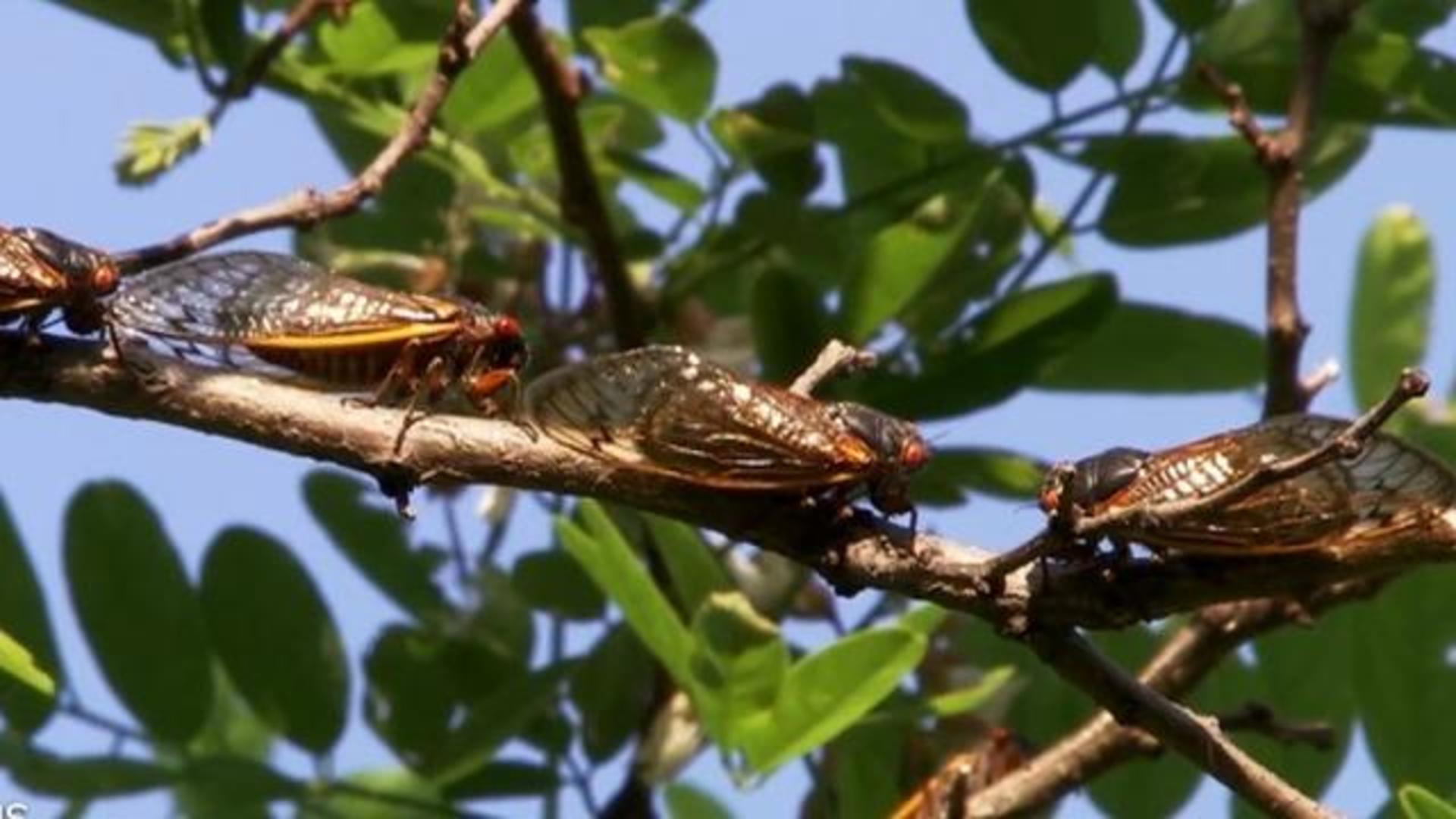 Cicadas Swarm Surviving Cicada Swarm May Mean Protecting Young Trees