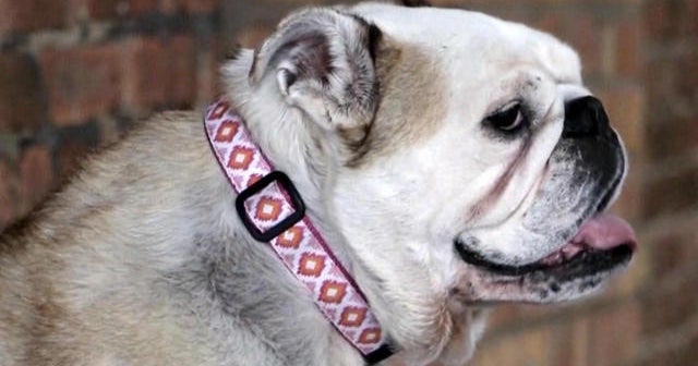 Questions over dog flu vaccine as virus spreads in Florida