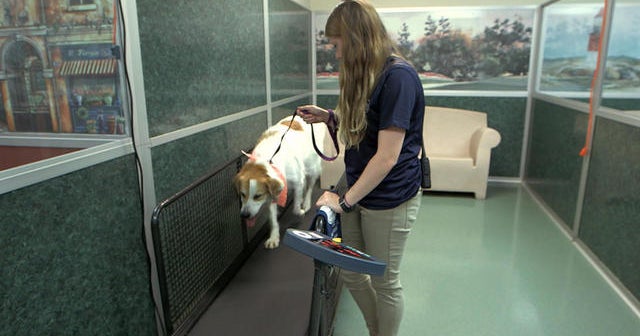 American pets alarmingly overweight, study shows