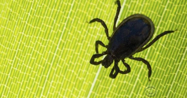 CDC expecting severe tick season amid tick-borne disease epidemic