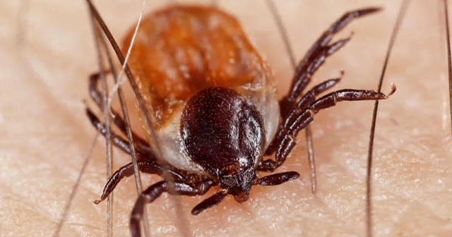 This summer could see uptick in ticks, scientists say