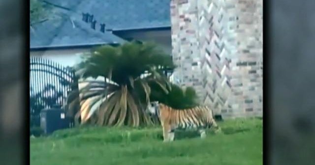 Tiger that was seen roaming Houston neighborhood found