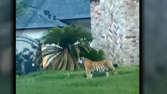 Houston Tiger
