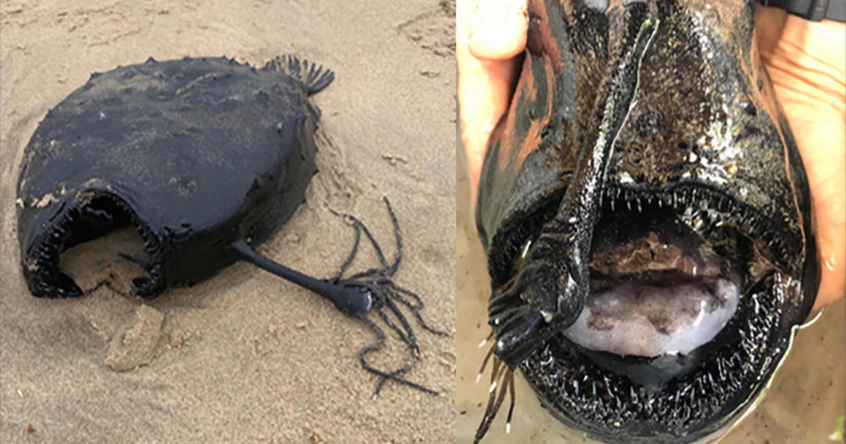 Rarely-spotted football fish, which lives thousands of feet deep in the ocean, washes up on California beach