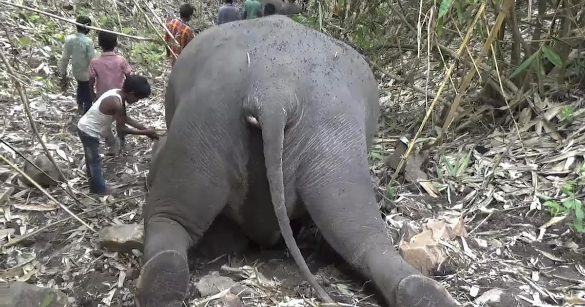 18 wild Asiatic elephants found dead in remote protected forest in India