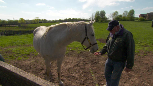 A Kentucky Home For Retired Racehorses Cbs News
