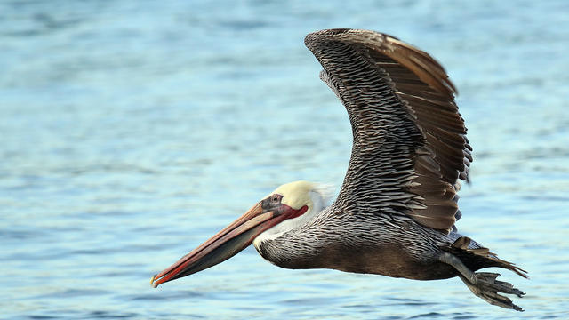 brown-pelican.jpg 