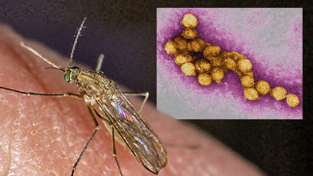 West Nile Virus Mosquito Photo Composite 