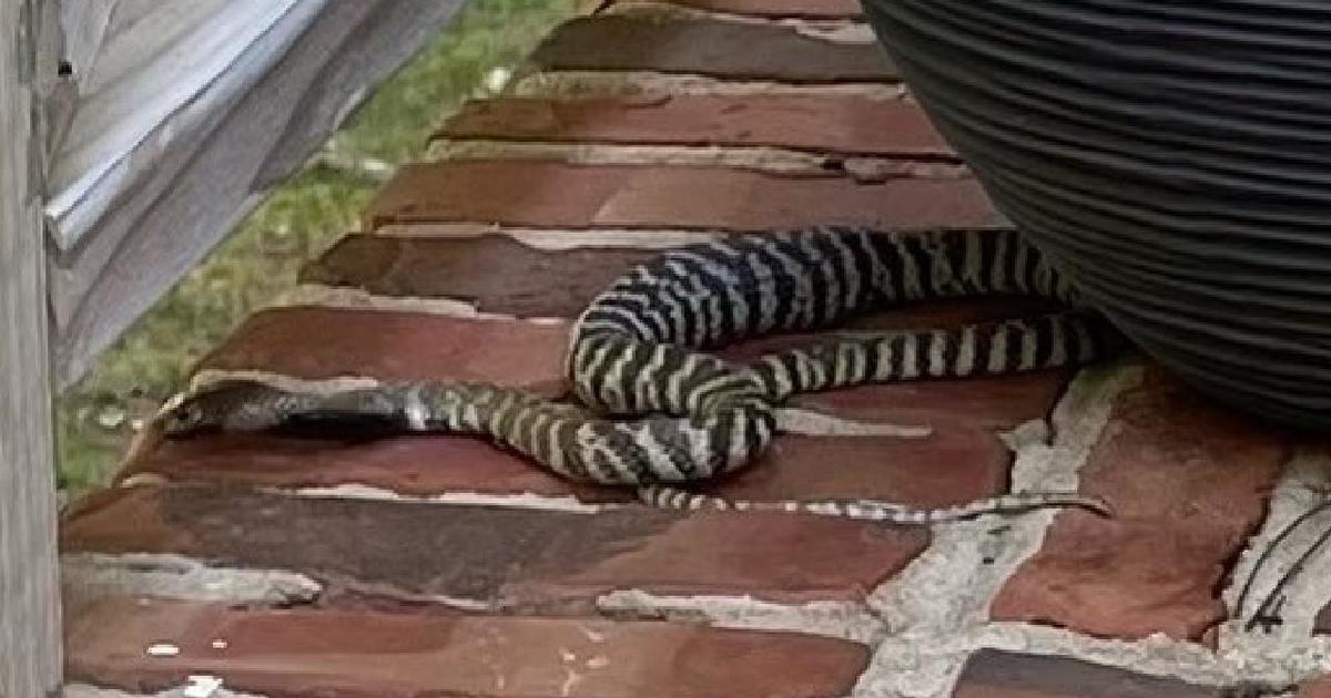 Venomous spitting cobra on the loose in Raleigh, North Carolina neighborhood