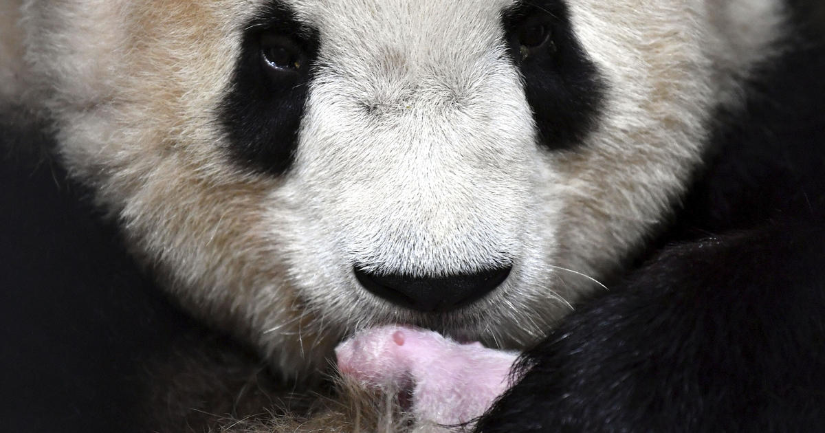 Conservation efforts have saved China's giant pandas from the endangered species list