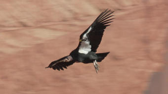 How hunters can aid the California condor's comeback 