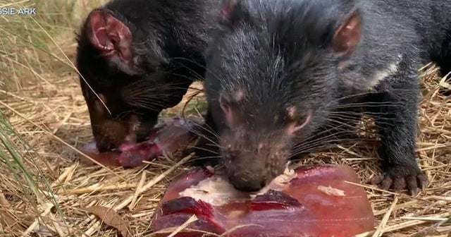 Australian organization works to restore Tasmanian Devil population