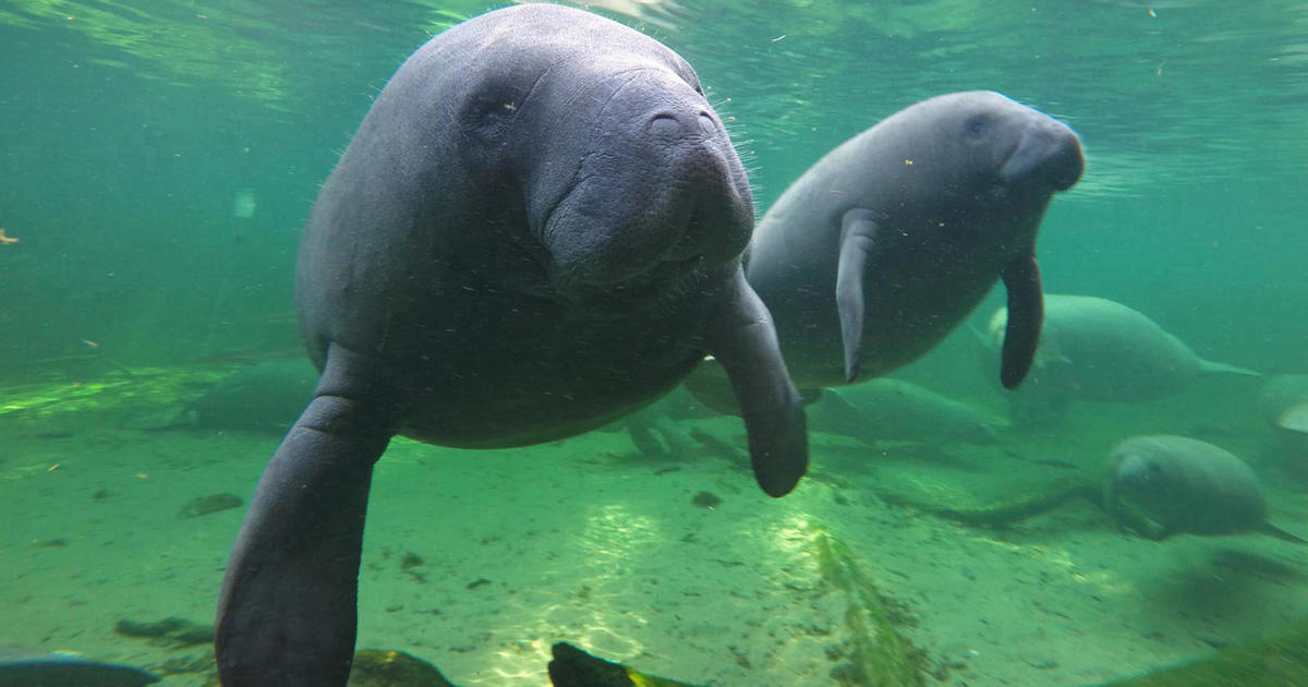 Florida's manatees are dying in record numbers, officials say