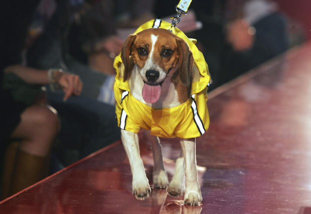 Pet-A-Porter - Fashion Show 