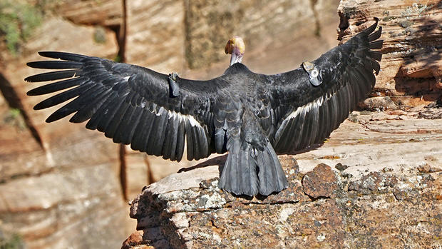 California Condor at Zion National Park 