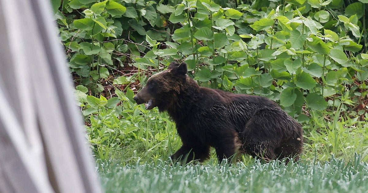 Bear spotted inside softball stadium before Olympics opener