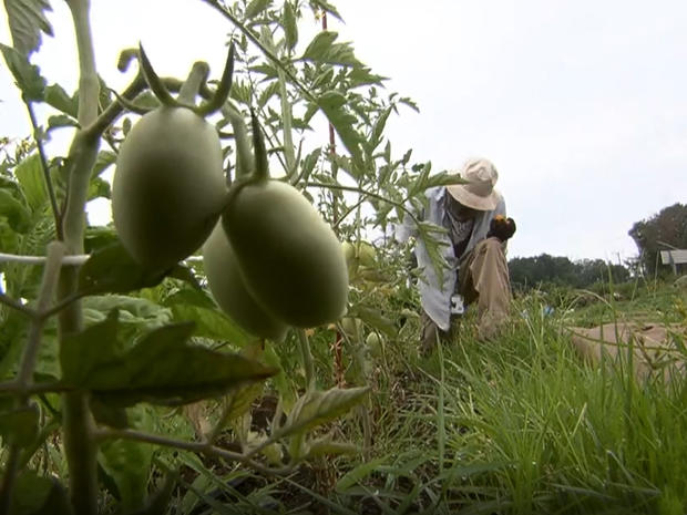 veteran-farmers-marcus-roberson-1280.jpg 