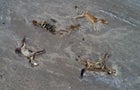Severe drought causing livestock starvation affects herders in Kazakh province 