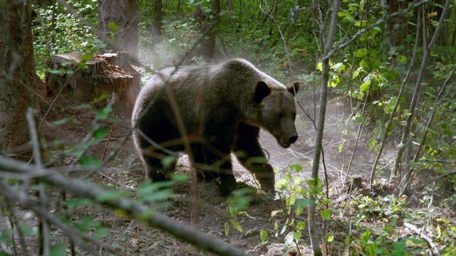 grizzly bear shields streaming grizzly bear shields streaming