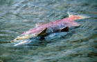 Dead Salmon after spawning 