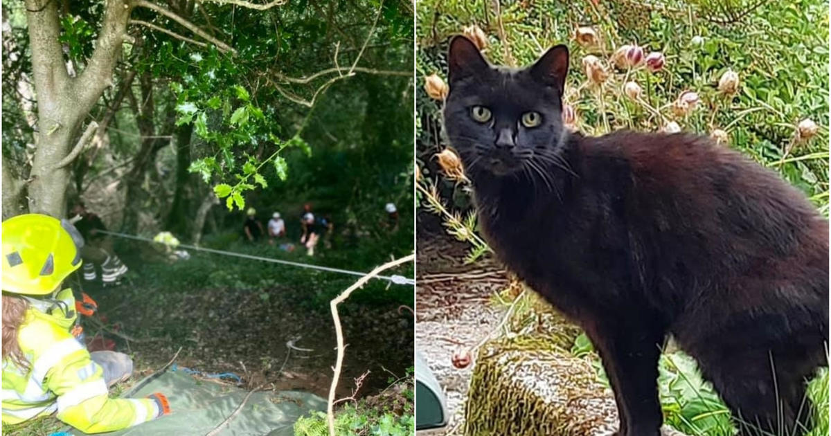 Cat's meowing helps rescuers find 83-year-old owner after she falls down a ravine