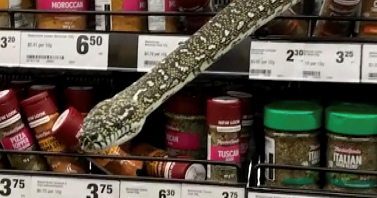 A 10-foot python surprised a woman in a supermarket spice aisle. She was a trained snake catcher.