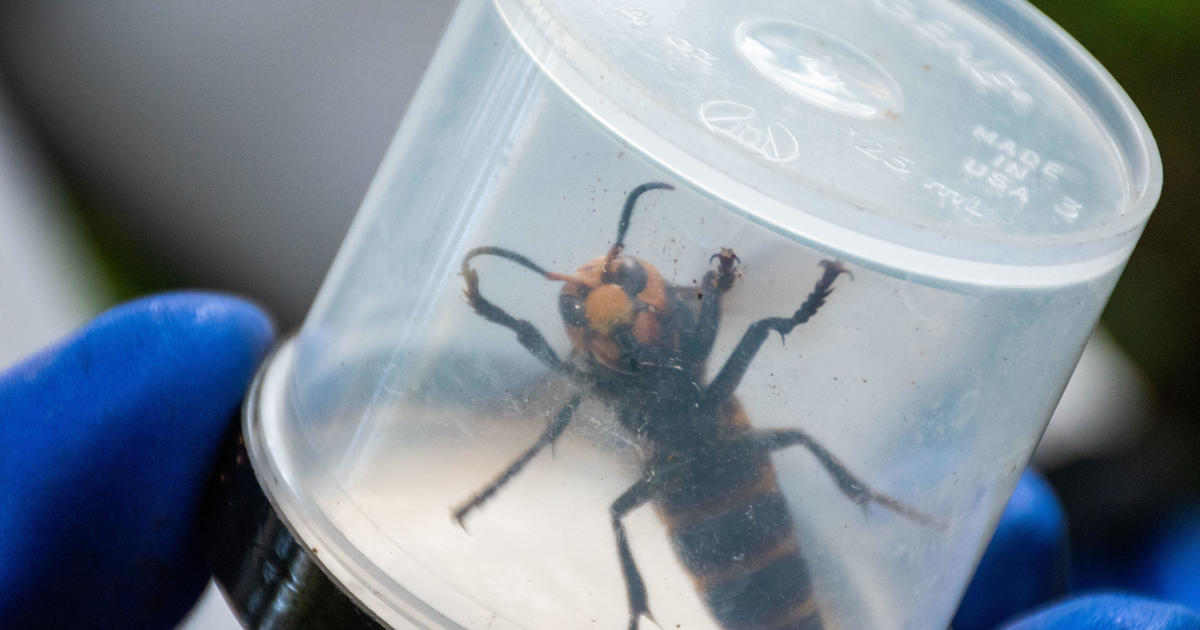 Washington state officials destroy massive nest with hundreds of "murder hornets"