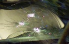 windshield-bullet-holes-1280.jpg 