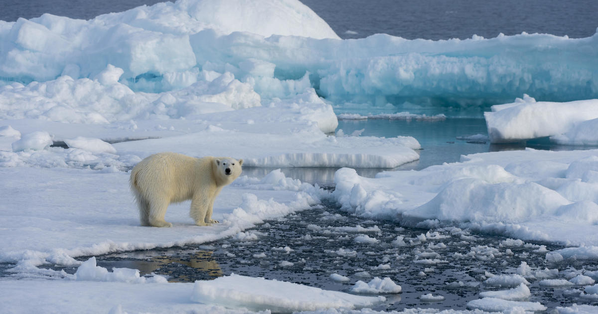 Polar bears are inbreeding as climate change melts away Arctic ice, scientists say