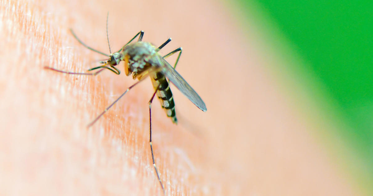 Heavy rain and heat bring out billions of mosquitoes in U.S.: "A lot of biting going on"