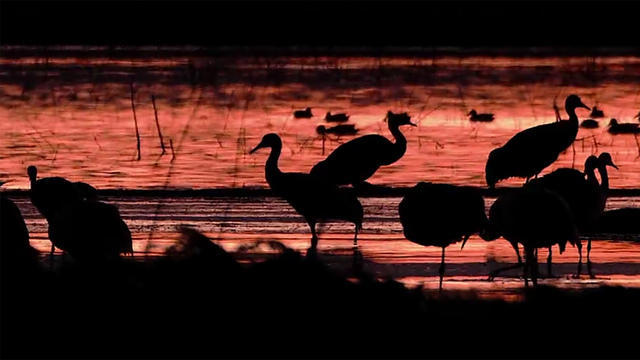 CBS Sunday Morning - Moment in Nature - Latest Videos - CBS News 