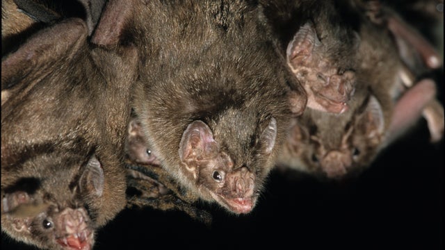 Vampire Bat