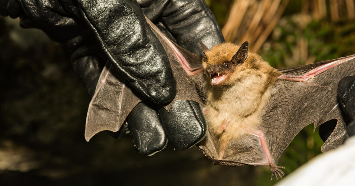 Illinois man dies after catching rabies from apparent bat bite thumbnail