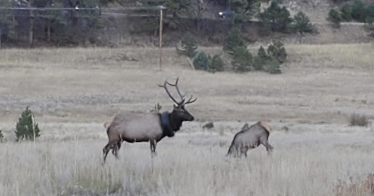 Elk roaming Colorado with a car tire around its neck for 2 years is finally freed