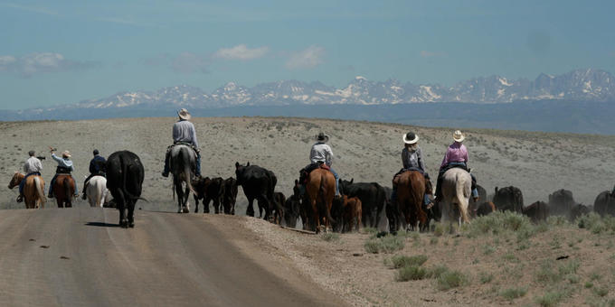 Riding along on the Green River Drift, the longest-running cattle drive left in America 