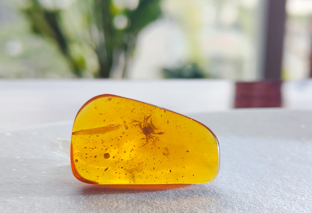 image-low-res-05-crab-in-amber-by-xiao-jia-jpg.png
