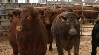 Study looks at cattle methane emissions 