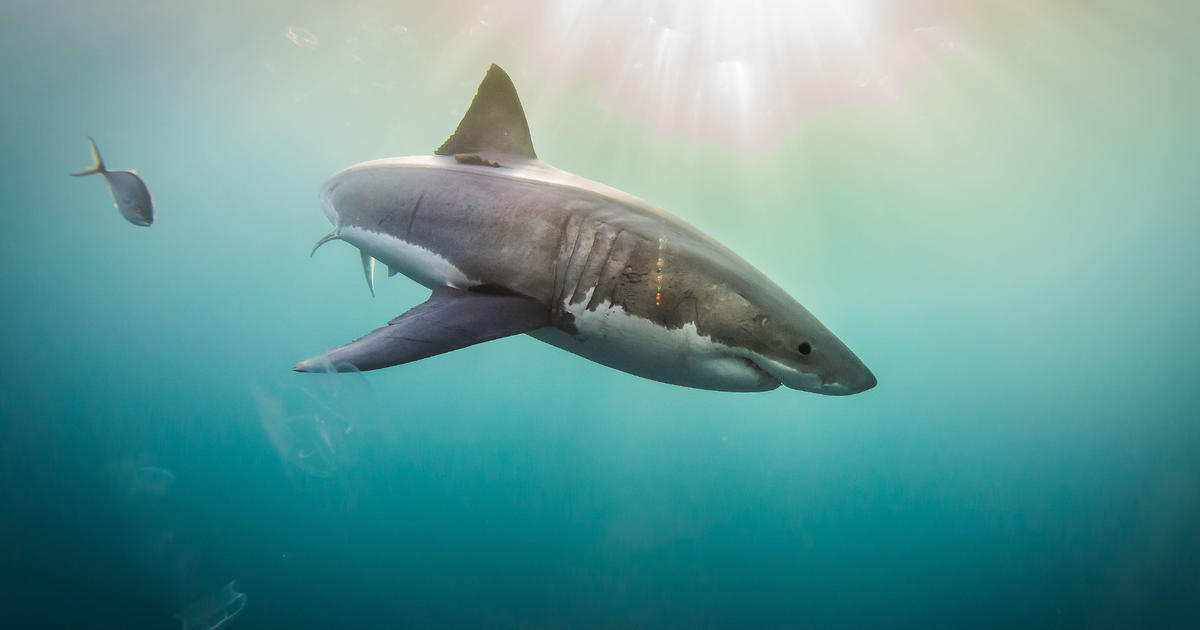 Why do great white sharks bite humans? Research shows it may be a case of mistaken identity.